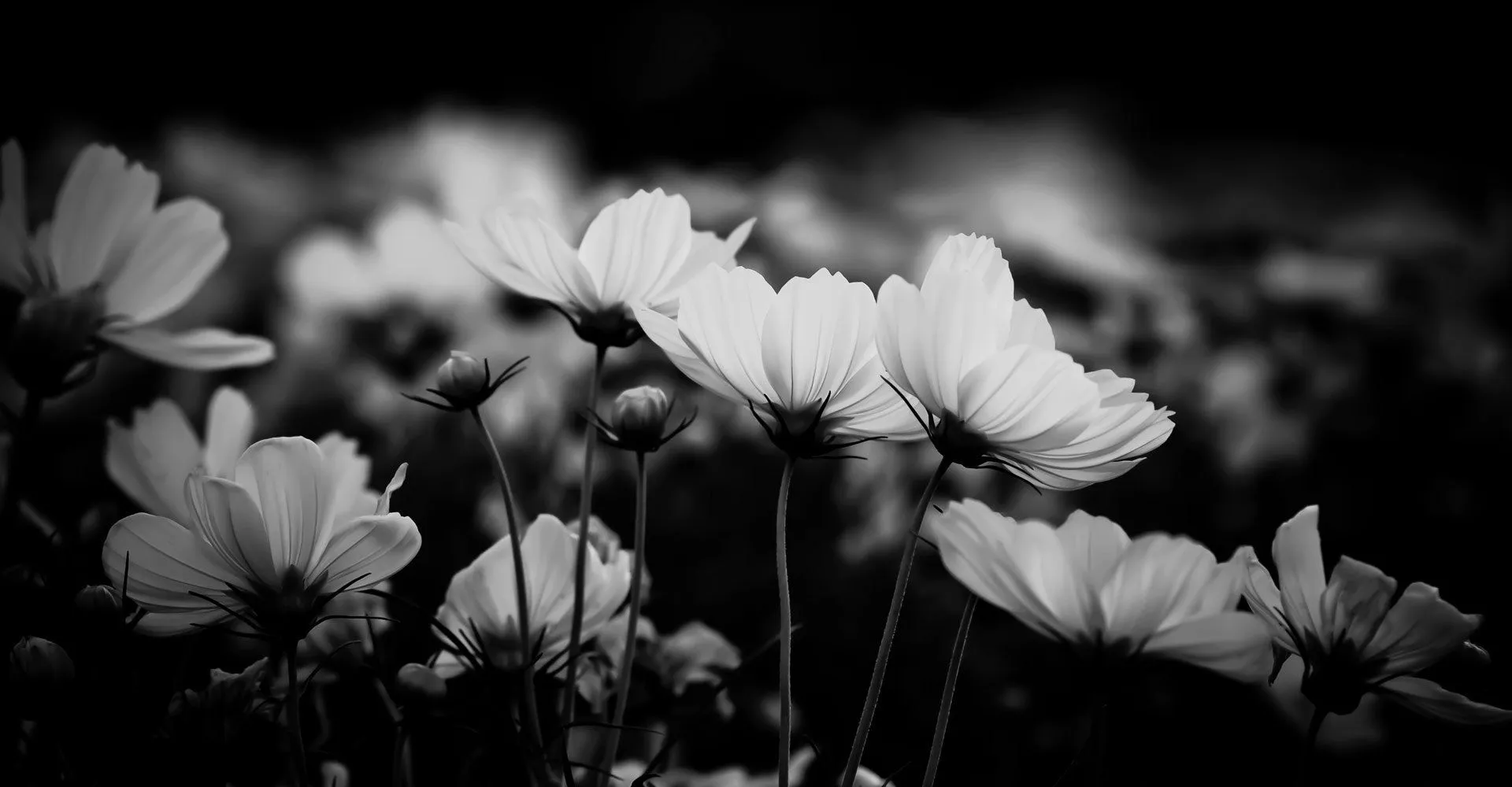 A field of cosmos flowers in soft black and white